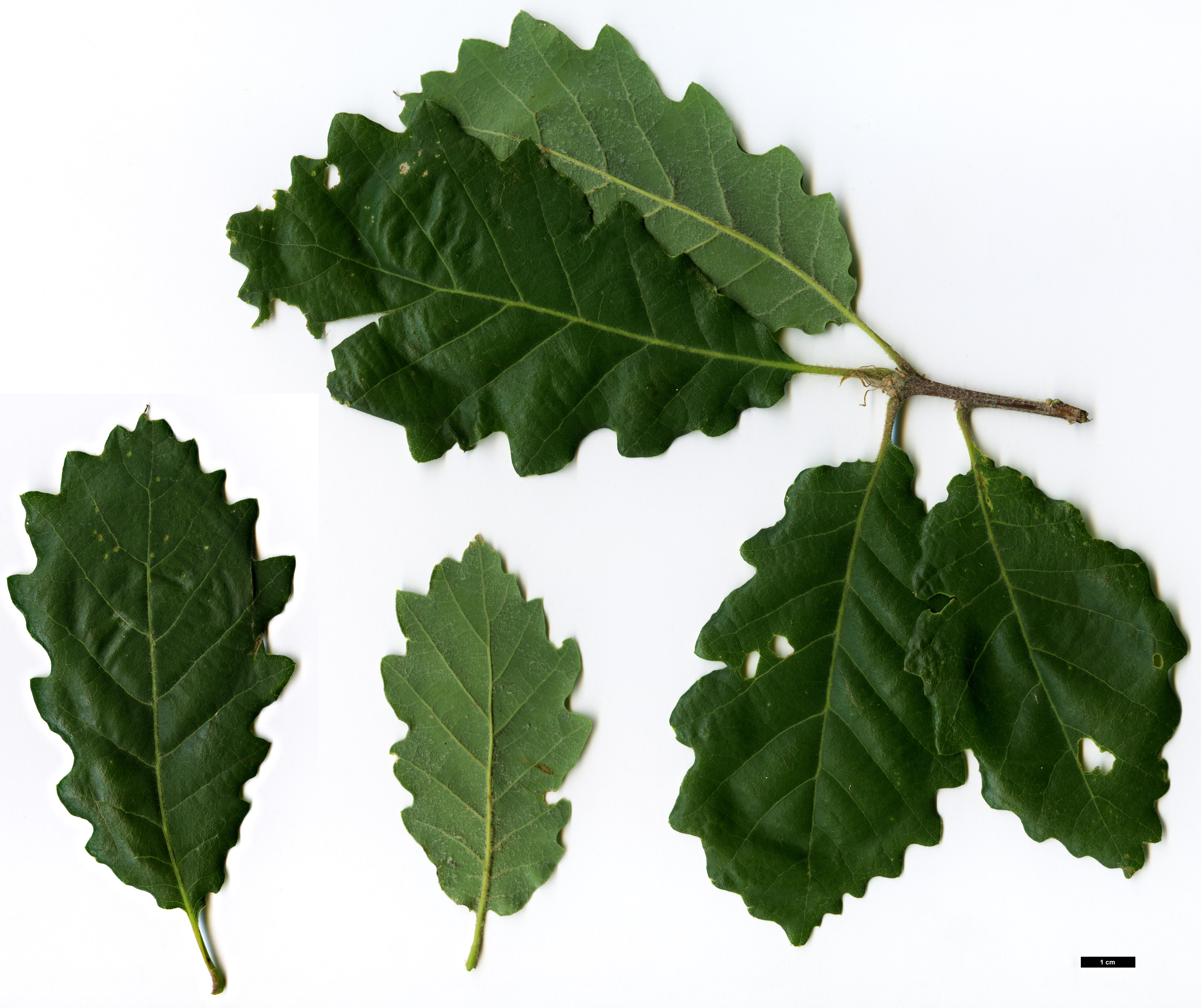 High resolution image: Family: Fagaceae - Genus: Quercus - Taxon: ×cerrioides (Q.canariensis × Q.pubescens subsp. subpyrenaica)